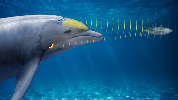 Dolphin using sonar to detect a fish.