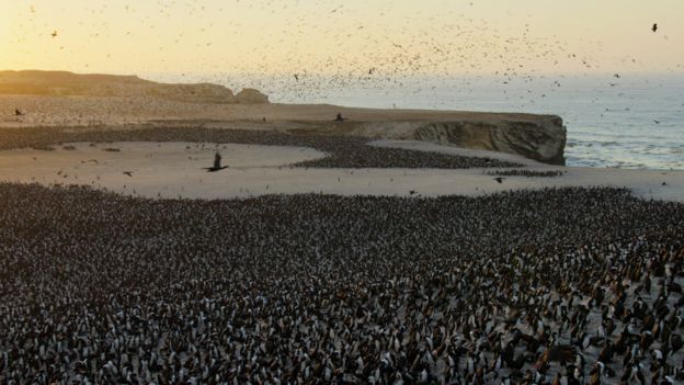 Colonia de pingüinos en Paracas, Perú.