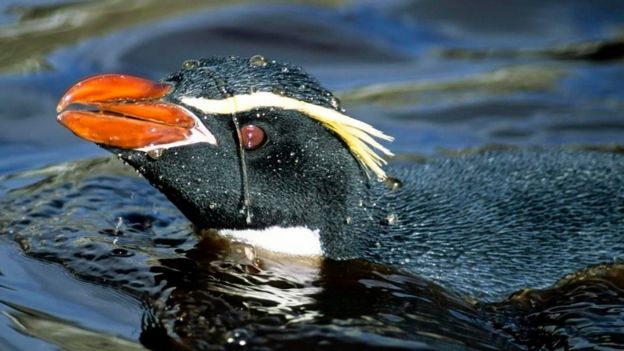 நன்னீர் குளத்தில் குளிக்கும் ஸ்னார்ஸ் க்ரெஸ்டட் பென்குயின்