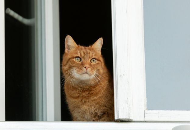 Кот в окне