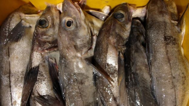 Haddock waits to be bought at Grimsby Fish Docks
