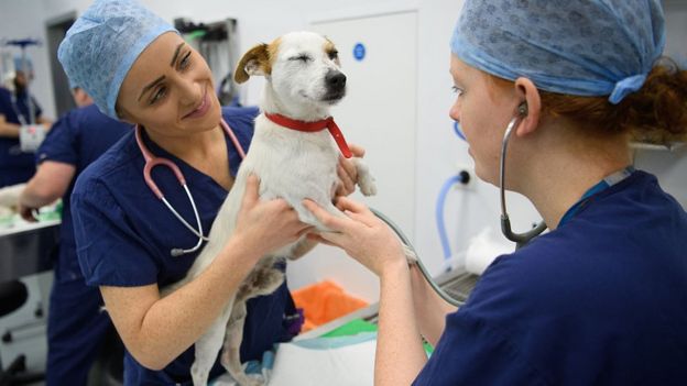 Mujeres veterinarias.