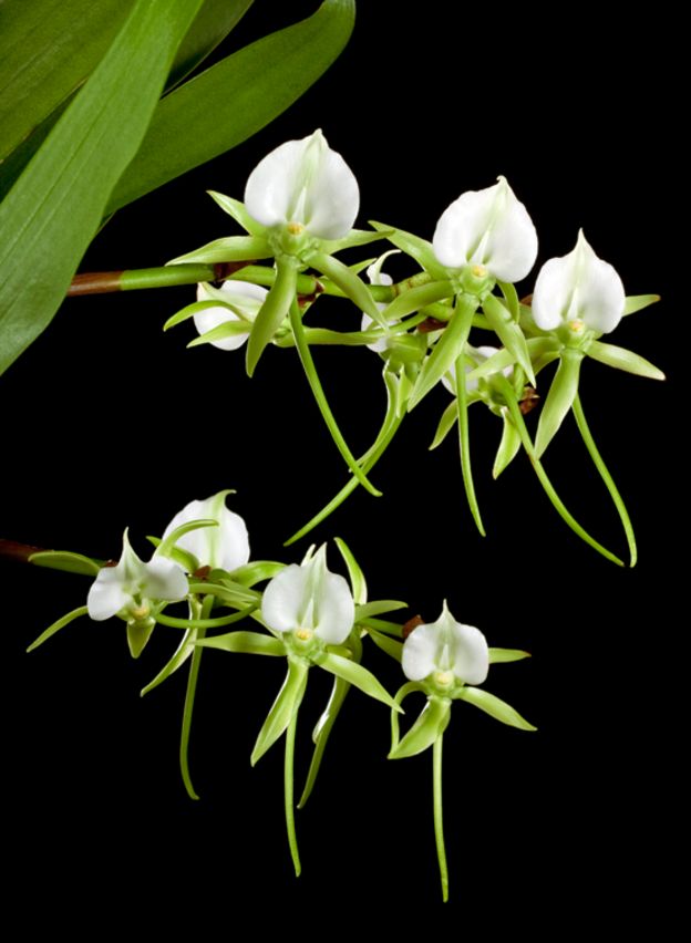 Orquídea de Darwin