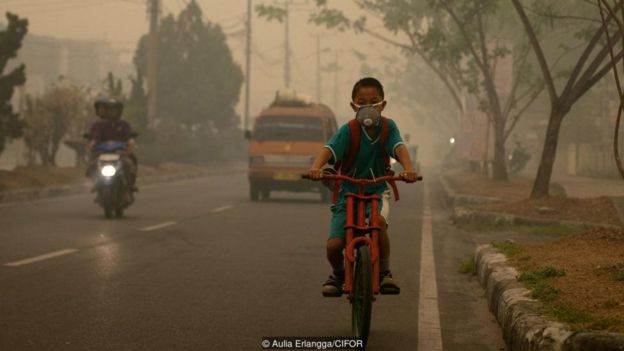 Aulia Erlangga/CIFOR