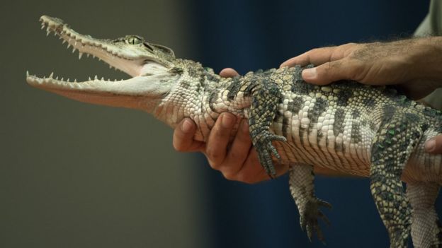 A baby nile crocodile