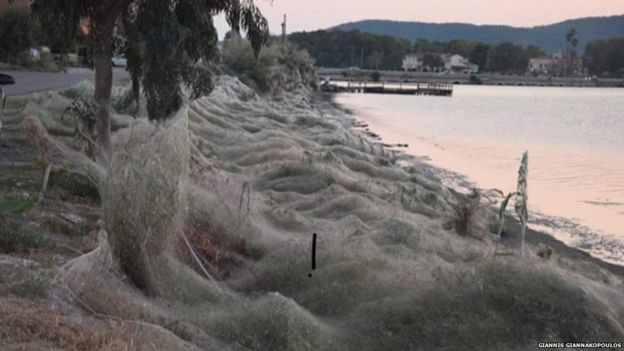 Plantas e árvores cobertas por teia de aranha