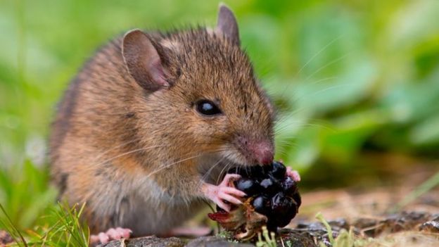 Un ratón