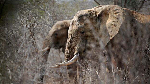 Elefantes en África