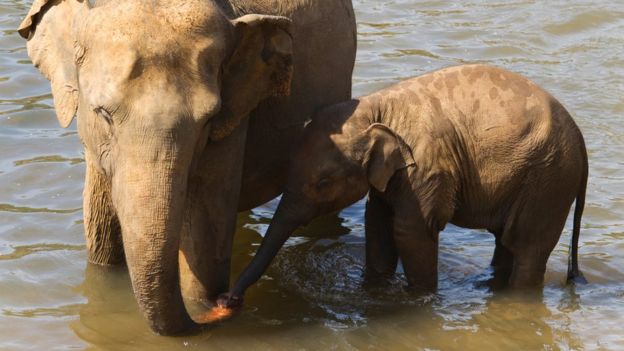 Asian elephant and calf standing in water