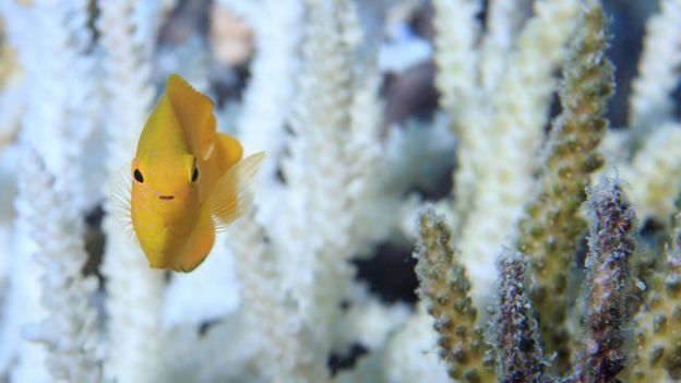 பவள பாறைகளுக்கு இடையில் மீன்கள்