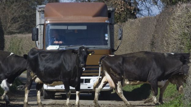 Vacas y un camión de fondo.