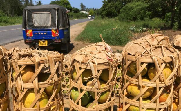 Cestos con mangos a la orilla de un camino en Kenia