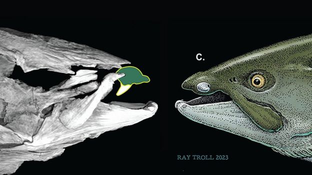 Sabre-toothed salmon: Experts discover giant fish had tusks, not fangs ...