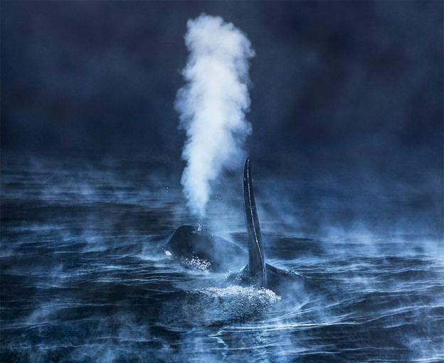 Orca en aguas de Noruega