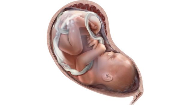 Ilustração de um bebê no útero