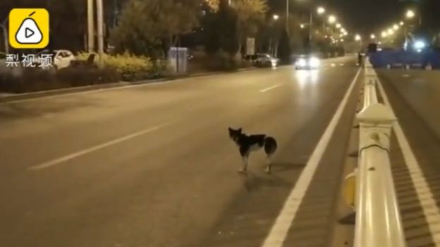 Cachorro em avenida na China