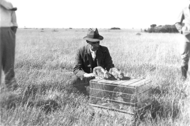En esta imagen de 1937 se ve a un funcionario liberando a conejos infectados con mixomatosis en la primera prueba que se realizó en Wardang Island, Australia Meridional.