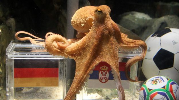 Pulpo Paul