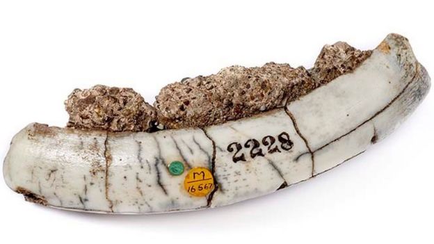 Diente de toxodon platensis de la colección de Darwin en el Museo de Historia Natural de Londres.