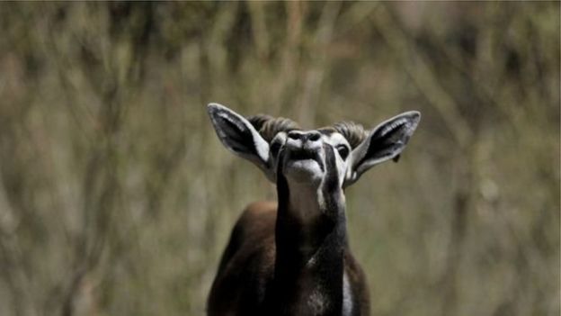 கலைமான்