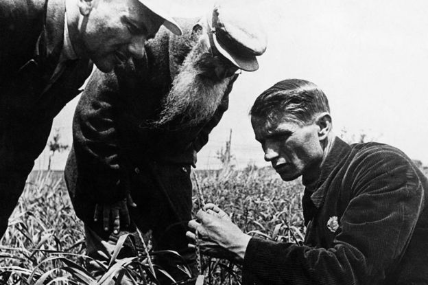 El genetista y agrónomo soviético, cuando era presidente de la Academia Lenin de Ciencias Agrícolas, Trofim Lysenko midiendo el crecimiento de trigo en un campo de granja colectiva cerca de Odessa en Ucrania.