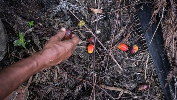 Kelapa Sawit: Apa Itu ‘plasma’ Dan Mengapa Perusahaan-perusahaan Sawit ...