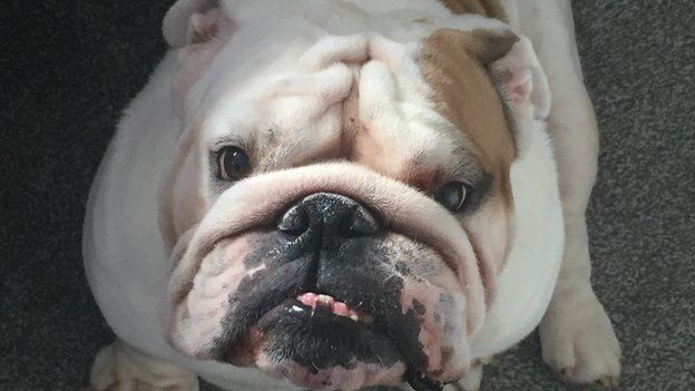 Dog health: Don't buy a bulldog until breed is reshaped, vets plead