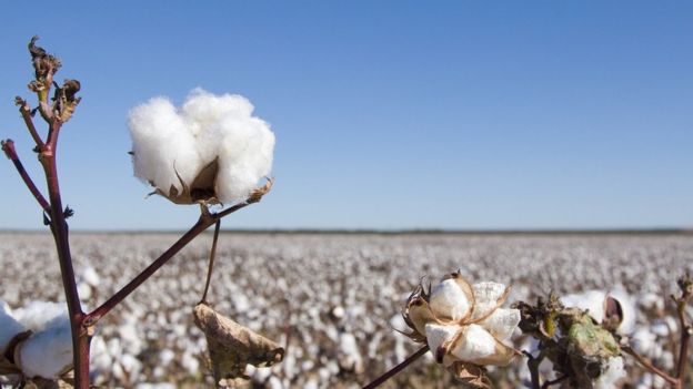 Gros plan d'une fleur de coton, avec un champ de coton à l'arrière-plan