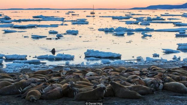 Walruses on Svalbard are on the rebound