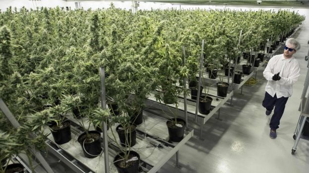 A medican marijuana farm in Ontario