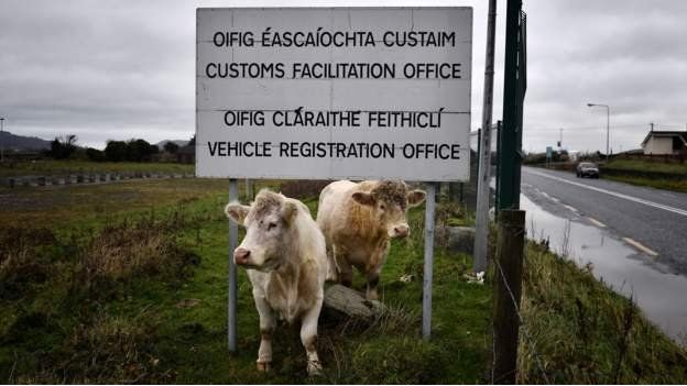 Cows on border