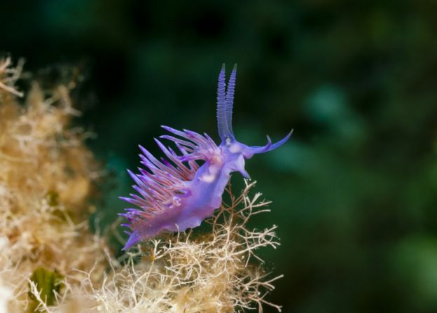 Nudibranquio
