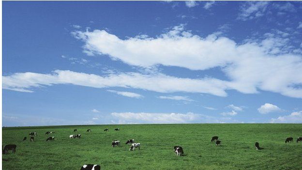 Коровы в поле с большим небом