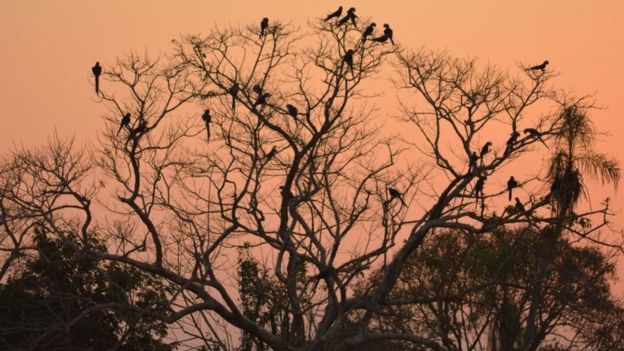 Araras descansam em arvore da fazenda São Francisco