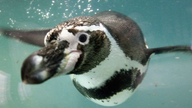 O pinguim de Humboldt