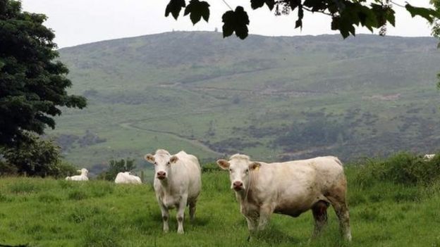 vacas