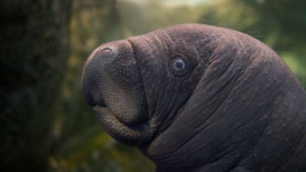 manatee