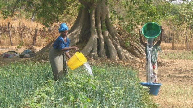 Women in The Gambia watering a crop - archive shot