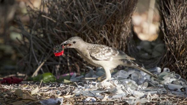 Một chú chim sẻ đá trống tại Townsville, Úc. Để quyến rũ chim mái, chàng ta trang trí tổ bằng những món đồ sặc sỡ kiếm được, khác hẳn với màu lông nhạt nhòa của mình