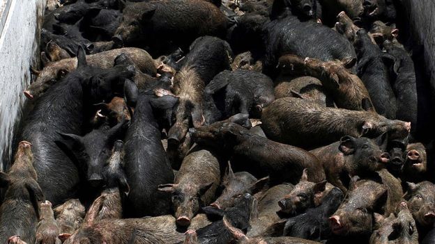 Matanza de cerdos en Egipto