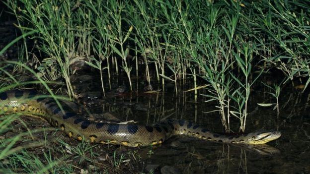Anaconda