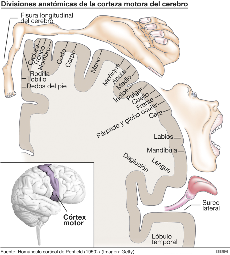 Homúnculo cortical: representación pictórica de las divisiones anatómicas de la corteza motora primaria