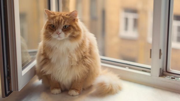 Gato