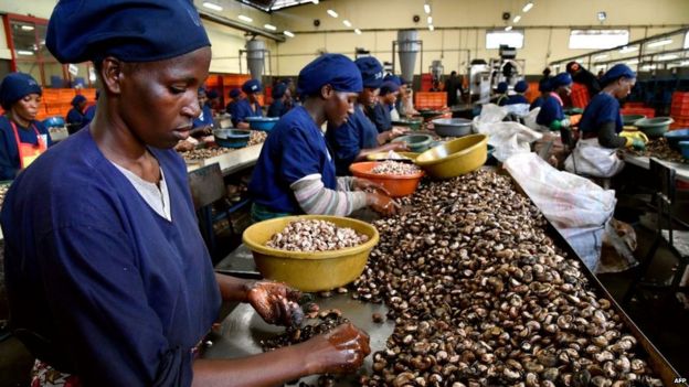 Image result for images of cashew nuts trade in Tanzania