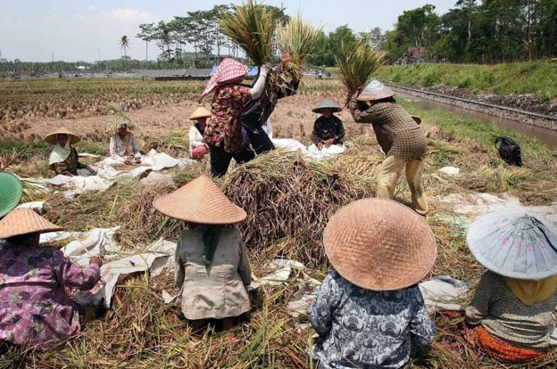 petani