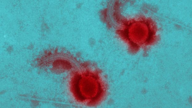 Bacteriophages target bacteria without harming the body's cells