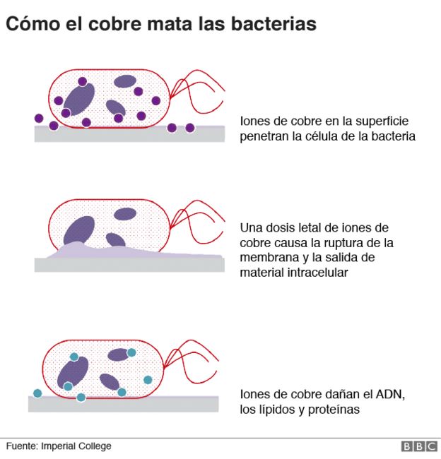 Como el cobre mata a las bacterias