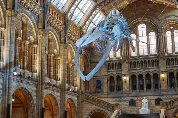 Blue whale takes centre-stage at Natural History Museum - BBC News