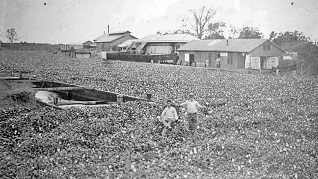 The Washing Away Of Cajun Culture - Bbc News