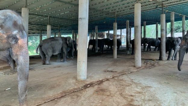 Elephant trekking camp in Chiang Mai province